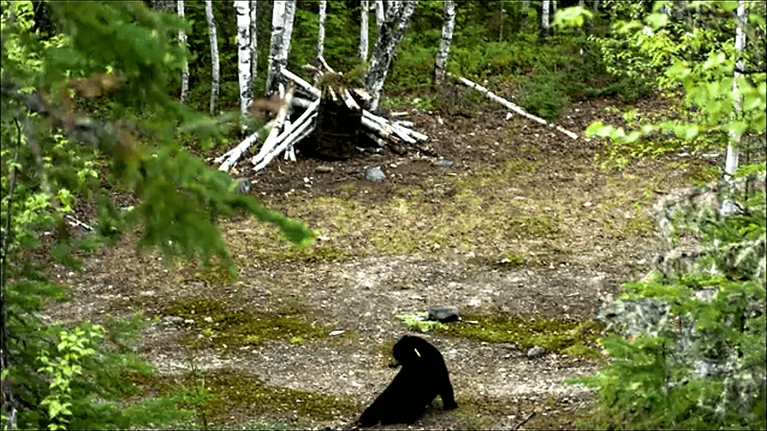 lov medveda lukom