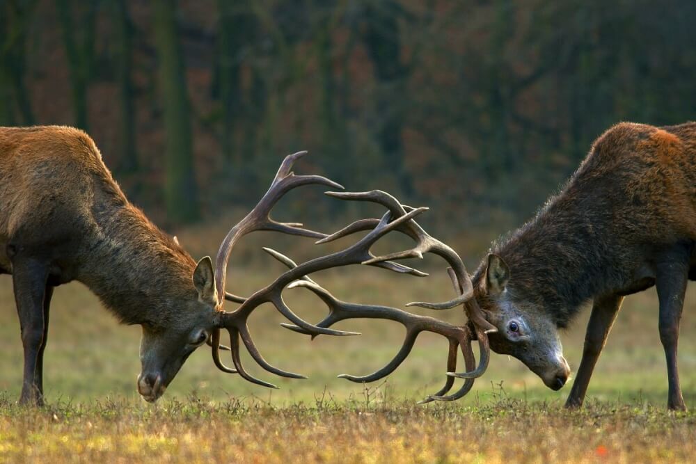 jelenia ruja - bitka jeleňov